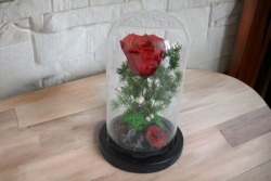 ВЕЧНО жива роза в стъкленица 18х11 см. (Промоция- при покупка над 3 бр. базова цена 23,00 лв.)