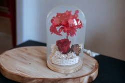 вечно жива роза в стъкленица 10х23 см.
