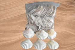 морски естествен сувенир, мида, голяма около 12 см. цветна (100 бр. в торба)