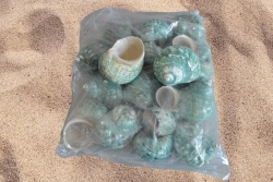 морски естествен сувенир, раковина като охлюв Grater green snail 15х11х9 см. (20 бр. в плик)