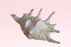 морски естествен сувенир, раковина Heptacorinis 15 до 17x8 см. (R3)