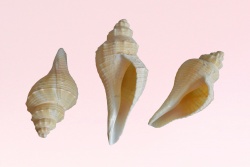 морски естествен сувенир, раковина Cincha rhaubardii 14 до 16x6 см. (10 бр. в стек)(R3)